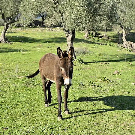 Naramanue 2 Dorgali